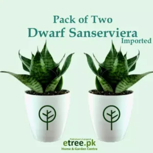 Pack of 2 Dwarf Snake Plants ( Imported ) | Dwarf Sansevieria